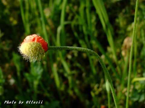 虞美人の花