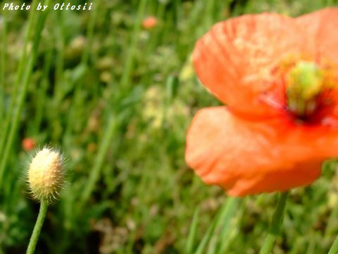 虞美人の花