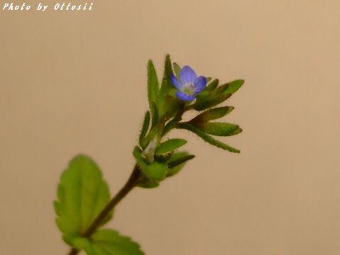 小さな花：タチイヌノフグリ