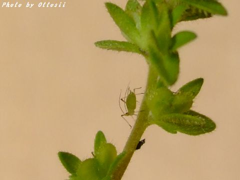 小さな花：タチイヌノフグリ