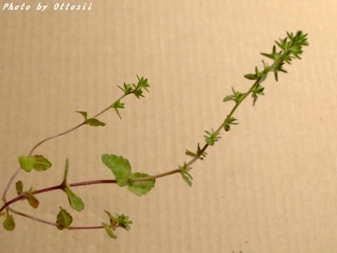小さな花：タチイヌノフグリ