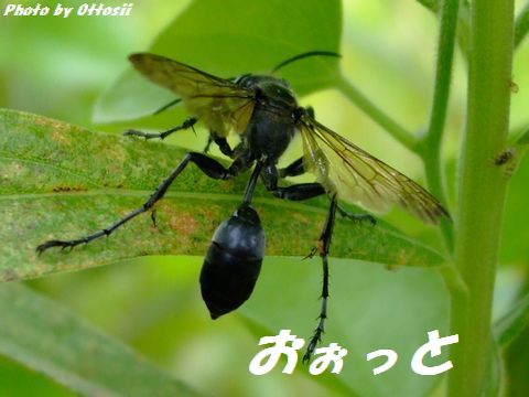 後足あげて、おぉっと