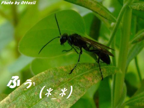 後足あげて、おぉっと