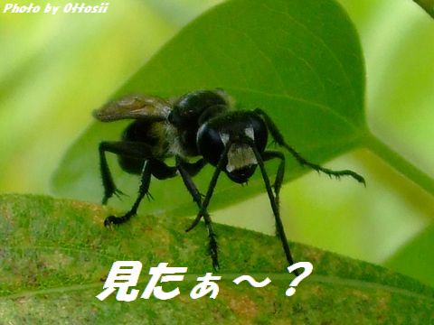 後足あげて、おぉっと