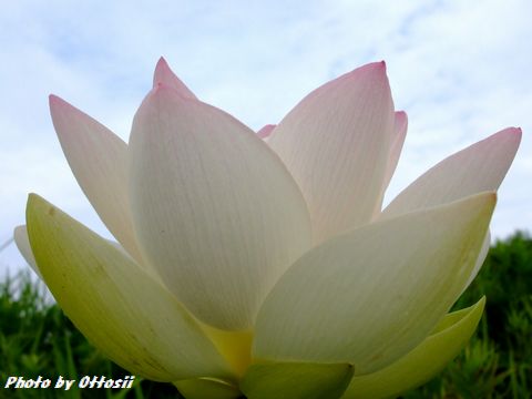 加古川市八幡町の池