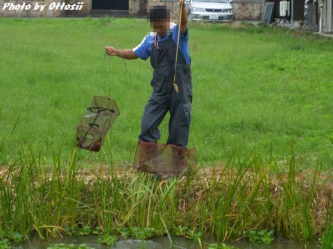 ザリガニ捕りのプロ？