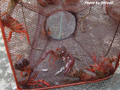 ザリガニ捕りのプロ？