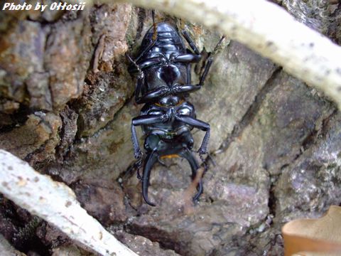 クワガタムシが　ぽとん