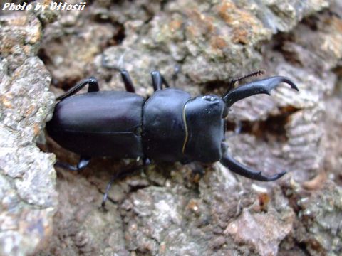 クワガタムシが　ぽとん