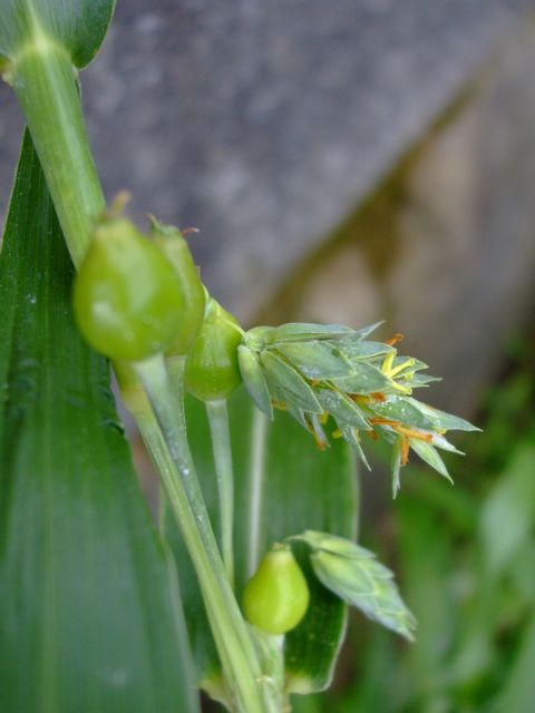 この花はCoix lacryma-jobi
