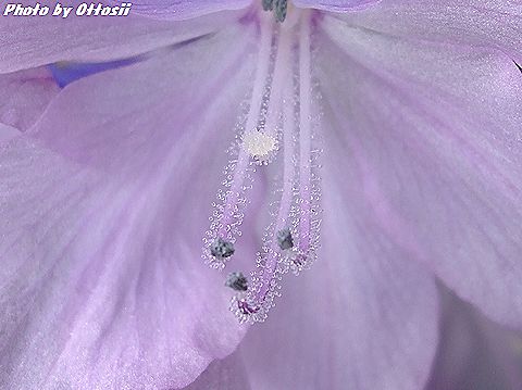 この花なぁ～に