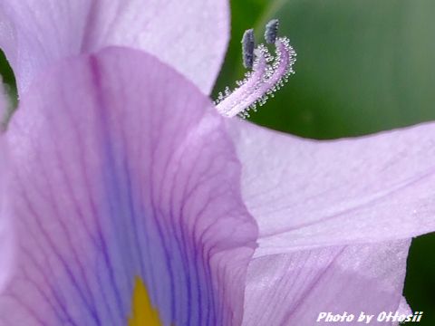 この花なぁ～に