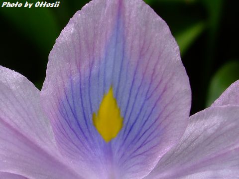 この花なぁ～に