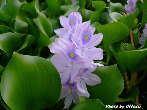 この花なぁ～に