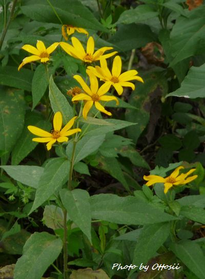 秋の花　《キクイモ》