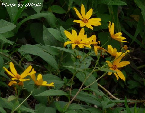 秋の花　《キクイモ》