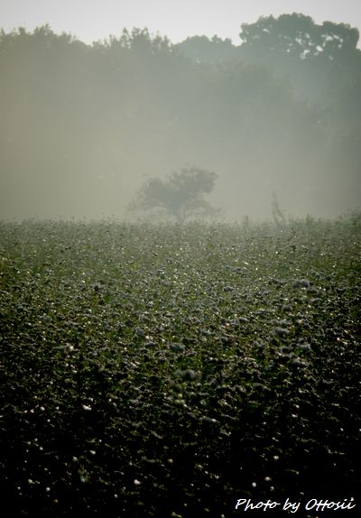 雨上がりの朝