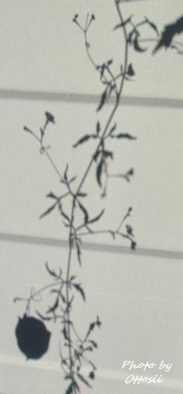 影絵（はぁと