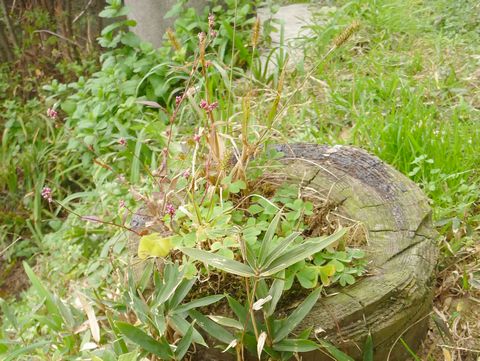 寄せ植え