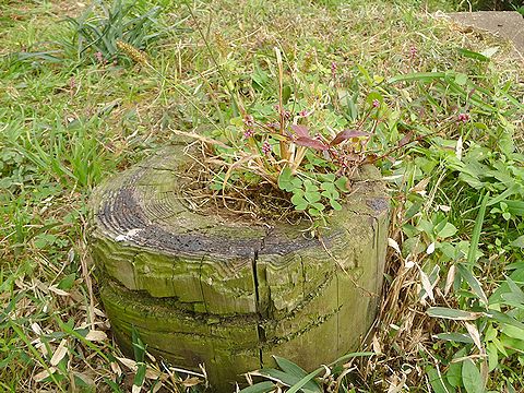 寄せ植え