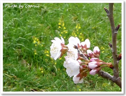 花だより・桜