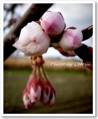 花だより・桜