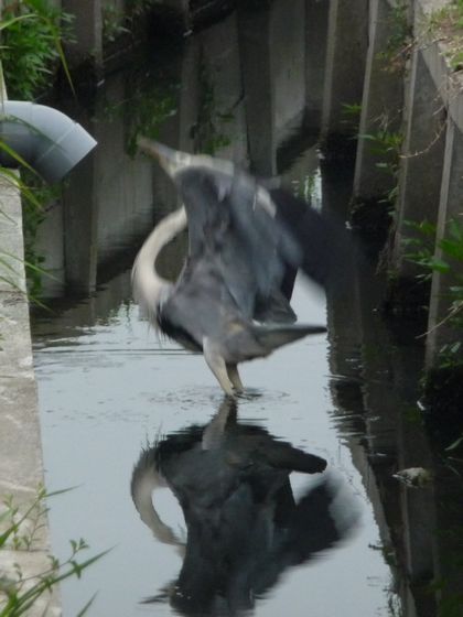 仲良しビーム