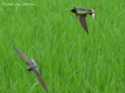 飛び交う