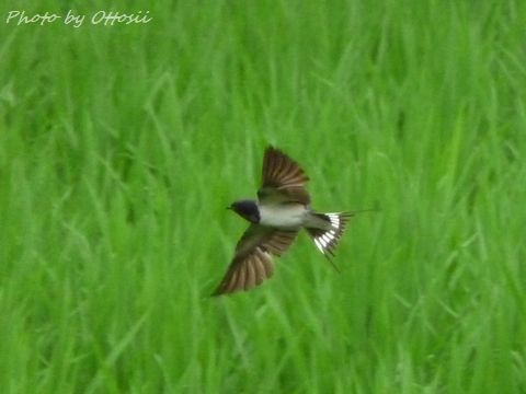 飛び交う