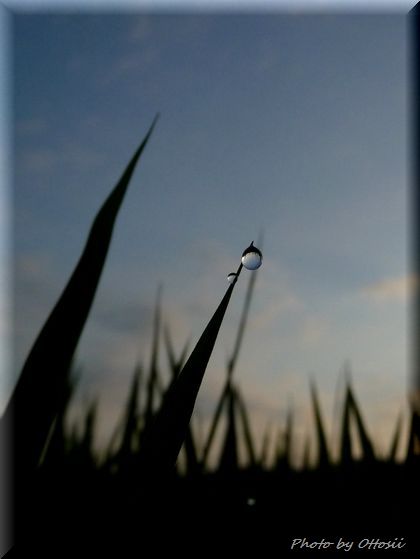 白玉か・・・
