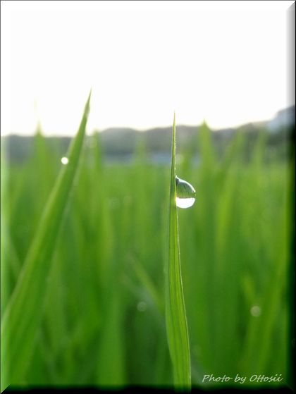 白玉か・・・