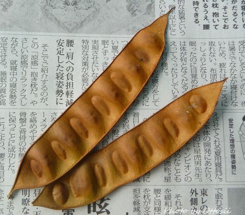 これな～んだ？