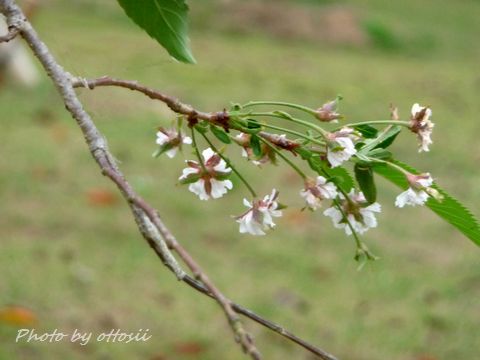 桜・狂い咲き