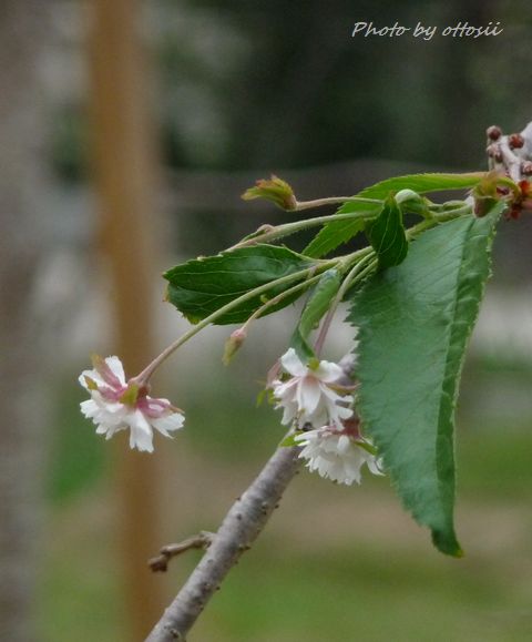 桜・狂い咲き