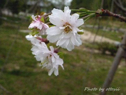 桜・狂い咲き