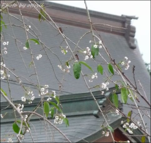 桜・狂い咲き