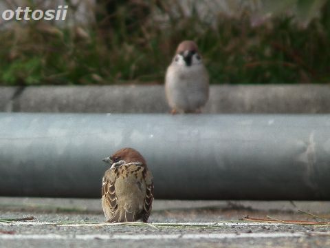 すずめの学校