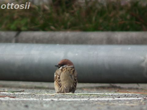 すずめの学校