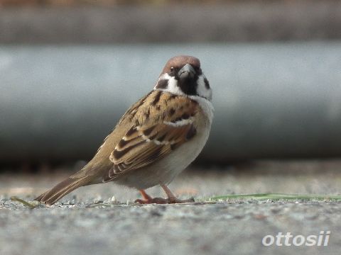 すずめの学校