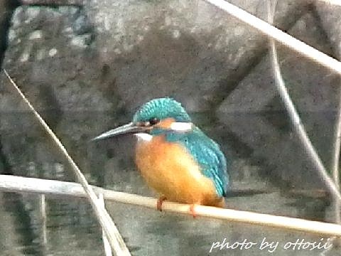 鳥見んぐ　その１