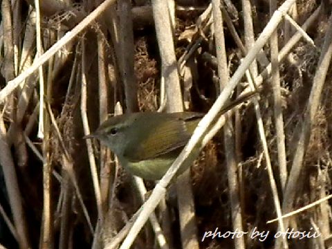 鳥見んぐ　その１