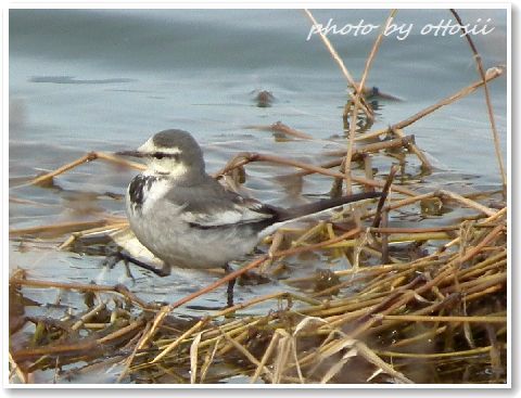 鳥見んぐ　２月２０日