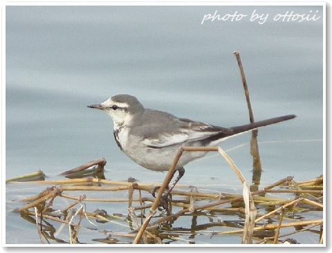 鳥見んぐ　２月２０日