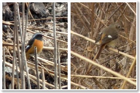 鳥見んぐ　２月２０日