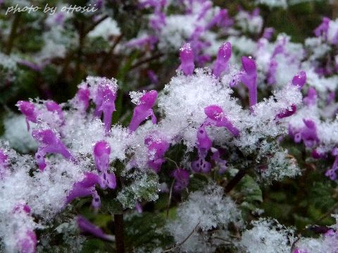 カタビラ雪