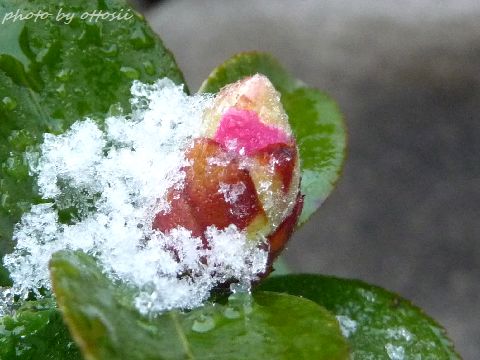 カタビラ雪