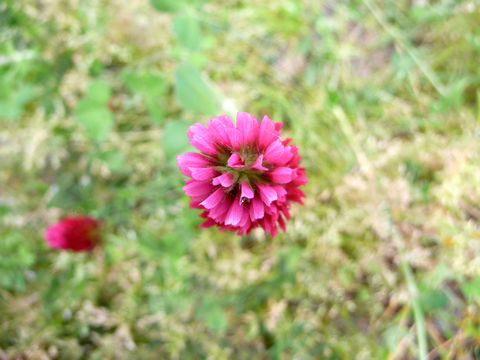 紅花詰草