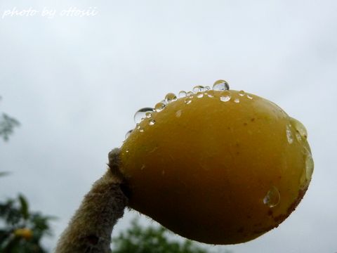 白い花