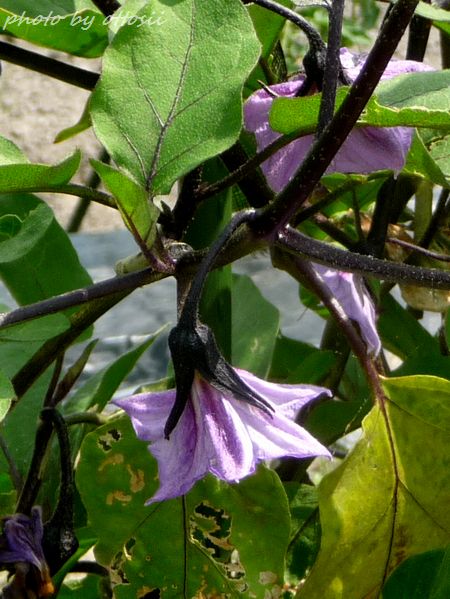 茄子の花