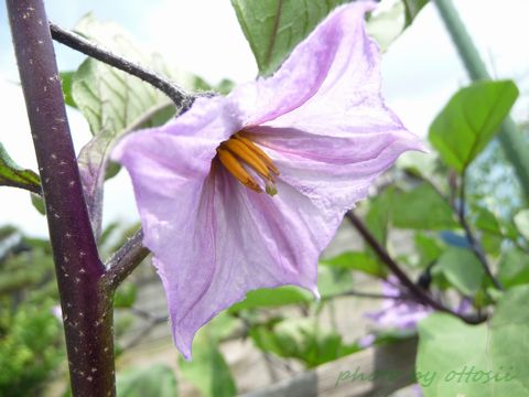 茄子の花